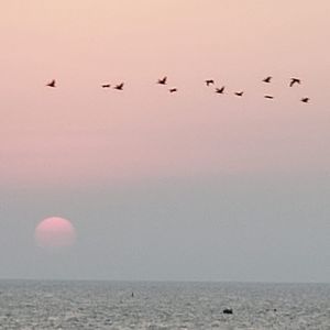 Meet your Posher, Dina